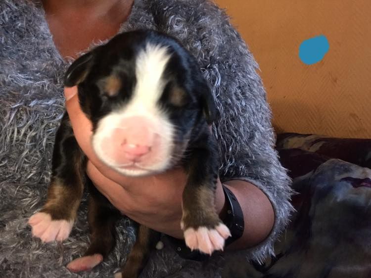 Du Réveil Du Phenix - Chiots disponibles - Bouvier Bernois